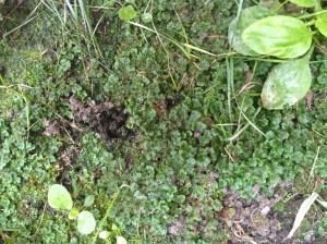 We made a special journey over to see the liverwort outside Armstrong-Slater Hall. It's one of the oldest strains of plant anywhere.
