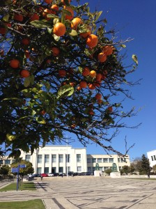 Orange trees along the entry IPS.